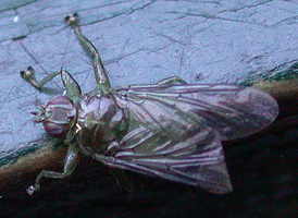 Ornithoctona sp. Ornithoctona sp.